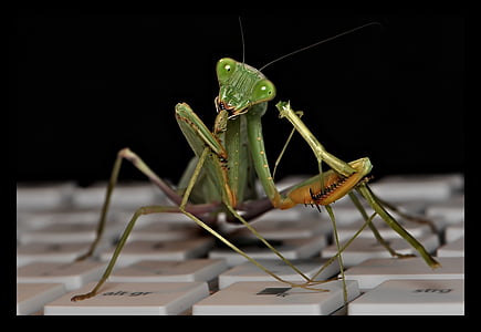 close-up photography of green and brown praying mantis thumbnail