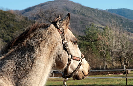 brown horse thumbnail