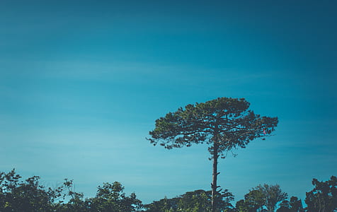photo of green leafed trees thumbnail