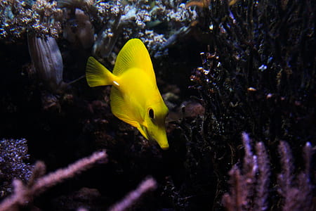 yellow tang fish thumbnail