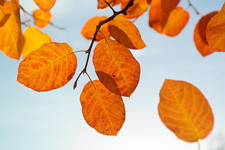 orange dried leaves attach from tree branch thumbnail
