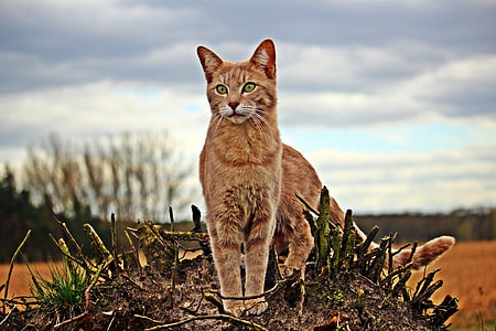 selective focus photography of orange cat thumbnail
