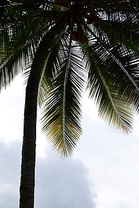 coconut tree under cloudy sky thumbnail