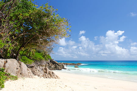 trees on seashore thumbnail