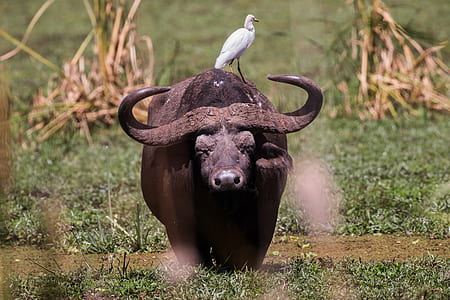 bird on top of water buffalo thumbnail