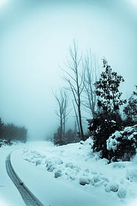 leafless trees on tundra thumbnail