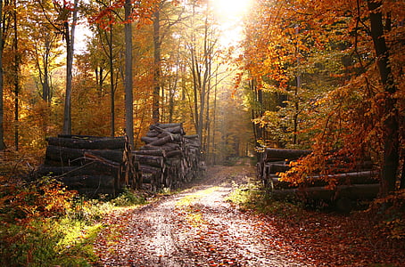 trees and logs painting thumbnail
