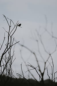 silhouette of bird perched on leafless branch thumbnail