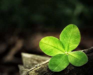 tilt shift lens photography of green leaf on top of tree log thumbnail
