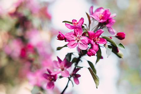 Selective Focus Photography of Pink Petal Flower thumbnail