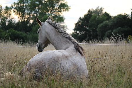 white horse on grass field thumbnail