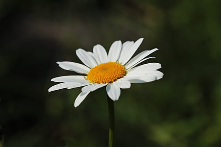 shallow focus photography of white petaled flower thumbnail