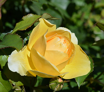 selective focus photo of yellow thumbnail