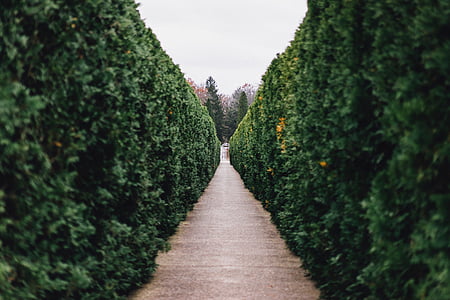 gray pathway between green plants thumbnail