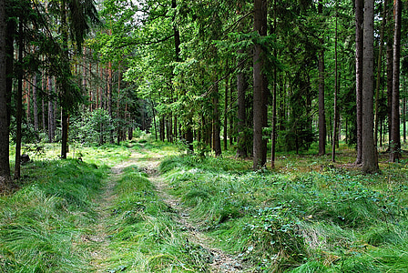 landscape photography of trees in forest thumbnail