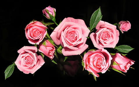 close-up photo of pink roses thumbnail