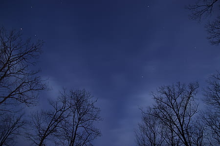 low angle of withered trees thumbnail
