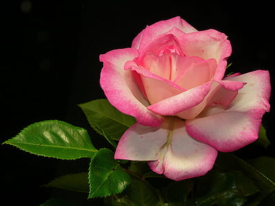 photo of pink and white rose thumbnail