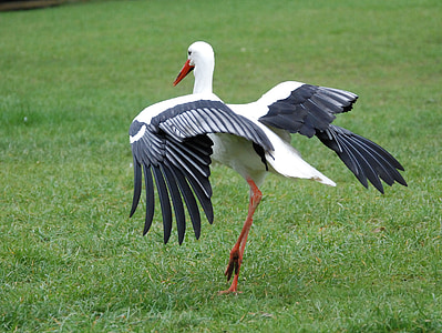 crane spreading wings on field thumbnail