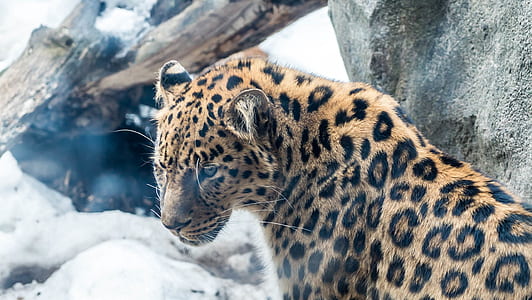 beige and black animal in bokeh photography thumbnail
