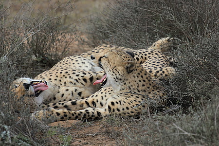 two cheetahs lying on ground near grass during daytime thumbnail
