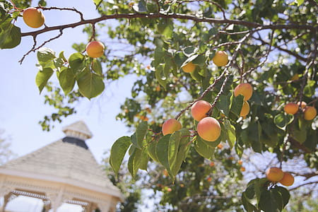 peach tree thumbnail