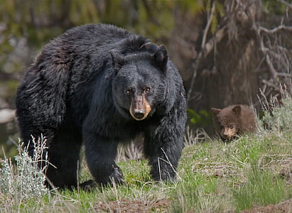 Grizzle bear on green grassland during daytime thumbnail