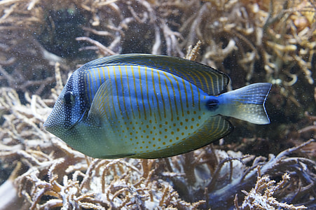 orange and teal fish thumbnail