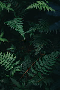 closeup photo of green leafed plant thumbnail