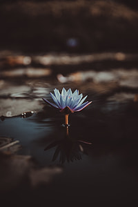 blue flower on body of water thumbnail