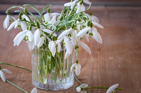 white petaled flower in clear glass vase thumbnail