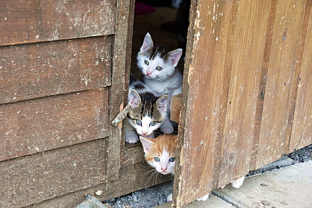 three tabby kittens peeking on door thumbnail