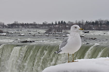 white and grey bird near waterfalls thumbnail