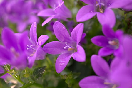 selective focus photography of purple flower thumbnail