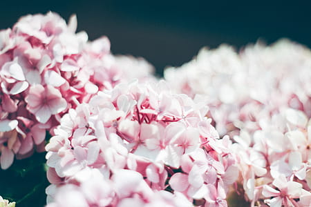 selective focus photo of pink and white clustered flowers thumbnail