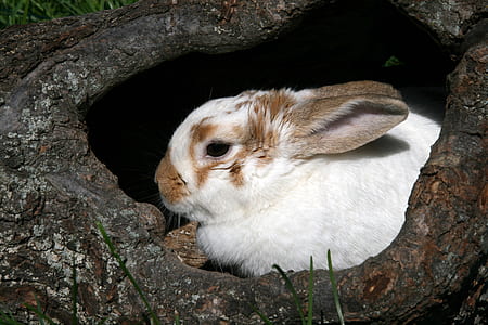 white and brown rabbit inside the tree truck thumbnail