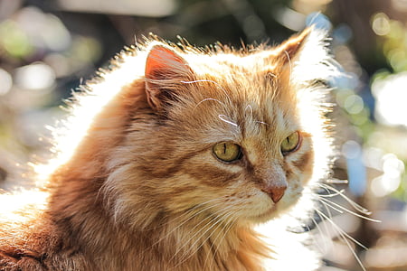 shallow focus photography of brown cat thumbnail