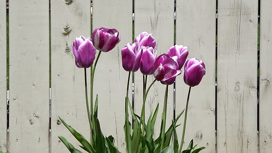 purple flowering plant in front of wooden fence thumbnail