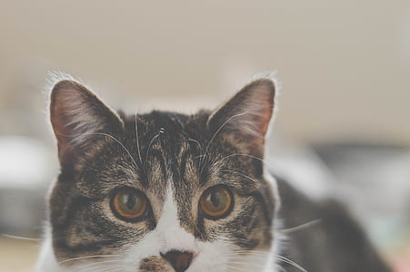 close-up photo of brown tabby cat thumbnail
