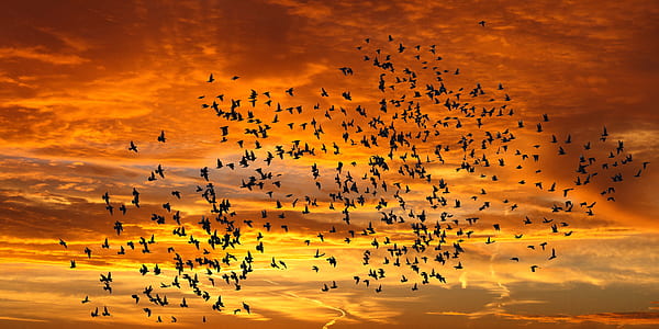 silhouette photography of flock of flying birds thumbnail