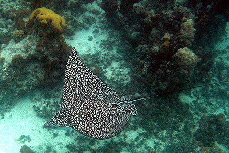 black and gray stingray near corals thumbnail