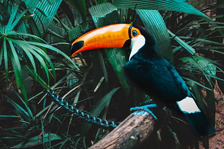 bird, animal, beak, wildlife thumbnail