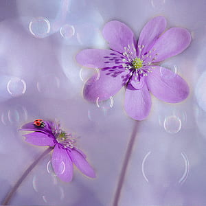 ladybug on purple flo9wer thumbnail
