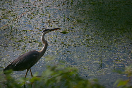 black and white heron standing at body of water thumbnail