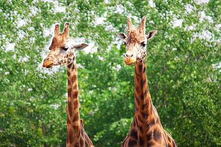 two brown giraffes near green leaf trees thumbnail