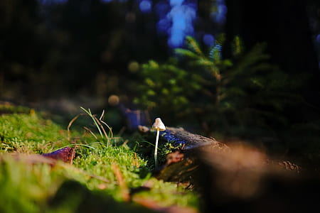 close-up photography of white fungus thumbnail