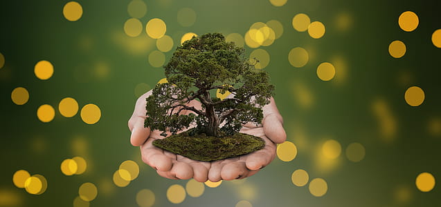 green bonsai plant in shallow focus photography thumbnail