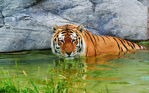 Bengal Tiger in body of water thumbnail