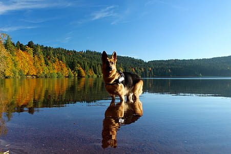 adult German shepherd standing on body of water thumbnail