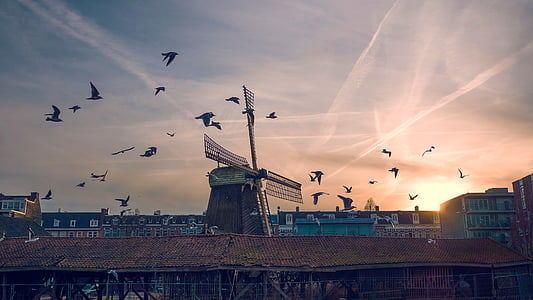 birds flying on the sky thumbnail
